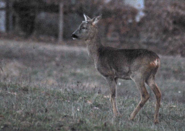 Il Capriolo